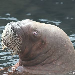 Walrus - Apr 2014