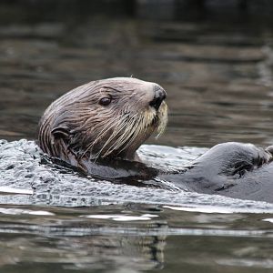Sea Otter - Apr 2014