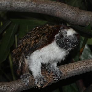Geoffroy's Tamarin - Apr 2014