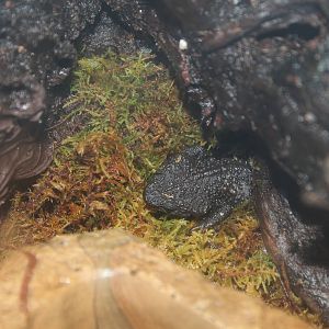 Alligator Newt - Apr 2014