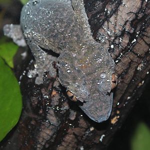 Henkel's Leaf-tailed Gecko - Apr 2014