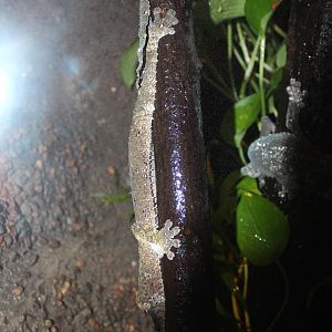Henkel's Leaf-tailed Gecko - Apr 2014