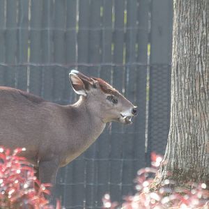 Tufted Deer - Apr 2014