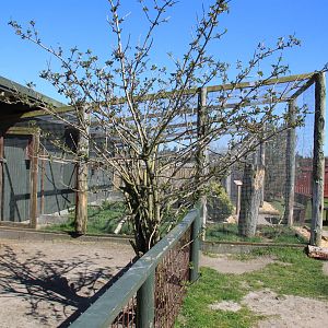 Aviaries near the entrance