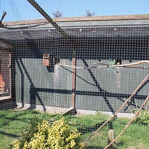 Ring-necked Parakeet Aviary