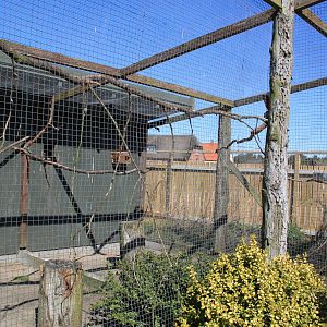 Crimson Rosella Aviary