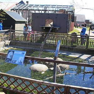 Japanese Macaque Enclosure