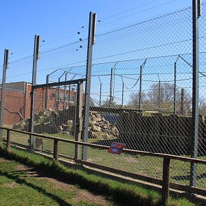 Hamadryas Baboon Enclosure