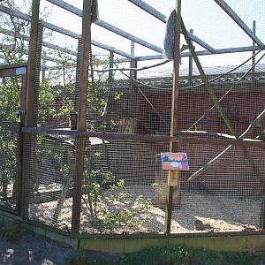 Tufted Capuchin Enclosure