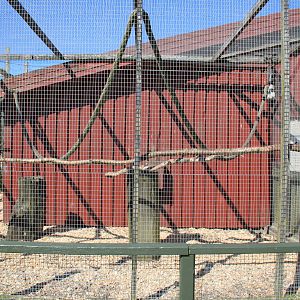 Tufted Capuchin Enclosure