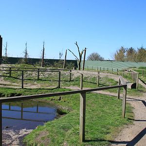 Barbary Macaque Enclosure