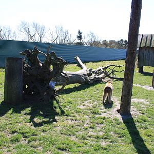 Barbary Macaque Enclosure