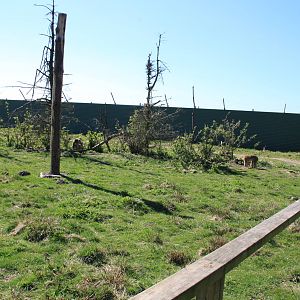 Barbary Macaque Enclosure