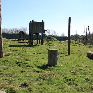 Barbary Macaque Enclosure