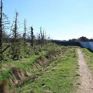 Barbary Macaque Enclosure