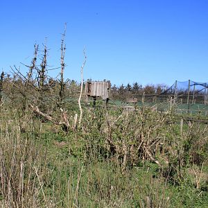 Barbary Macaque Enclosure