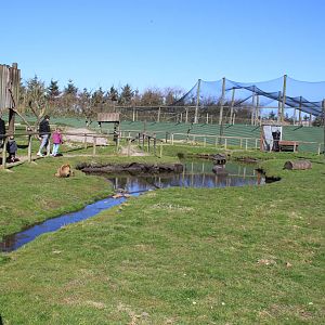 Barbary Macaque Enclosure