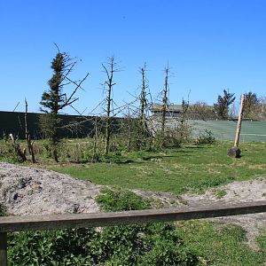 Barbary Macaque Enclosure