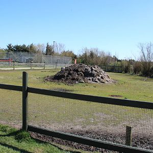 Greater Rhea and Alpaca Enclosure