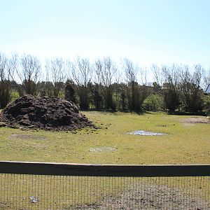 Greater Rhea and Alpaca Enclosure