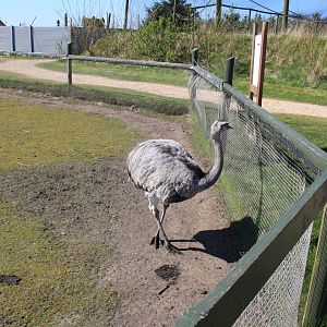 Greater Rhea and Alpaca Enclosure