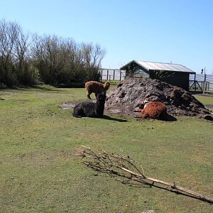 Greater Rhea and Alpaca Enclosure