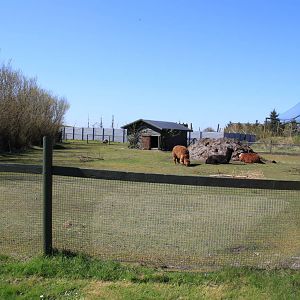 Greater Rhea and Alpaca Enclosure