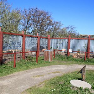 Dingo Enclosure