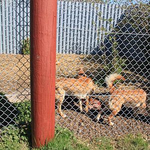 Dingo Enclosure