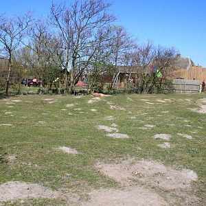 Red Kangaroo and Bennett's Wallaby Enclosure