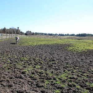 Zebra and Ostrich Enclosure