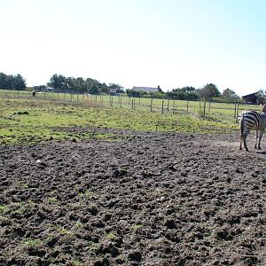 Zebra and Ostrich Enclosure