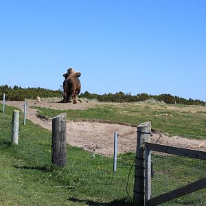 Bactrian Camel Enclosure