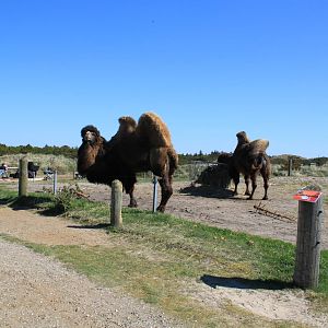 Bactrian Camel Enclosure