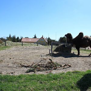 Bactrian Camel Enclosure