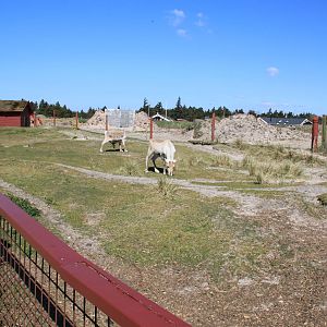 Reindeer Enclosure