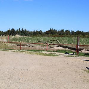 Reindeer Enclosure