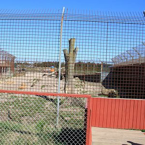 White Lion Enclosure
