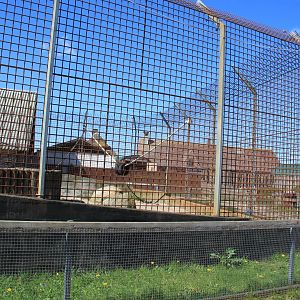 White Lion Enclosure