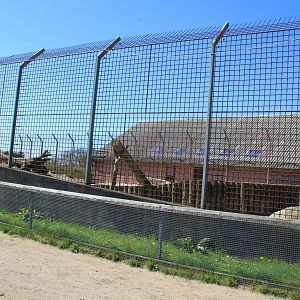 White Lion Enclosure