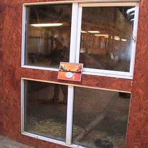 Barn - Coati Indoor Exhibit