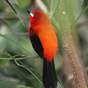 Brazilian tanager