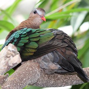 emerald dove