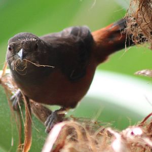 Brazilian tanager female