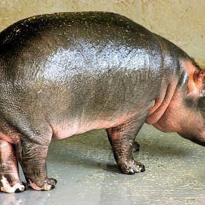 Young hippopotamus; Whipsnade; 19th April 2014