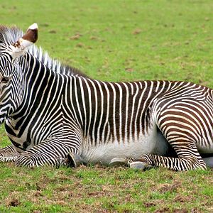 Grevy's zebra; Whipsnade; 19th April 2014