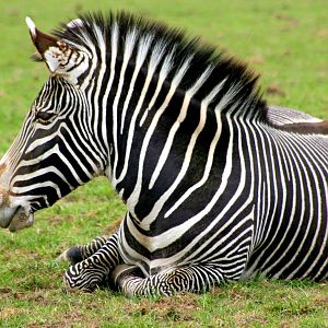 Grevy's zebra; Whipsnade; 19th April 2014