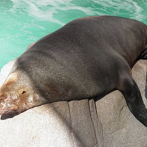 Guadalupe Fur Seal