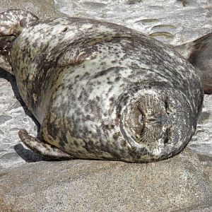 Harbor Seal