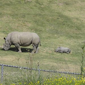 Mother and baby Southern White Rhino 4-5-13